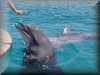 dolphins pictures 030314-32.jpg