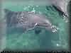 dolphins pictures 030601-62.jpg