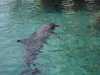 dolphins pictures 031103-05.jpg