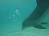 dolphins pictures 031103-11.jpg