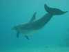 dolphins pictures 031103-17.jpg