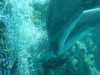 dolphins pictures 031103-36.jpg