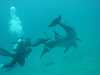 dolphins pictures 031103-43.jpg