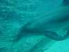 dolphins pictures 031103-45.jpg