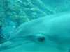 dolphins pictures 031103-46.jpg