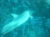 dolphins pictures 031103-48.jpg