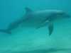 dolphins pictures 040515-41.jpg