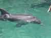 dolphins pictures 040621-28.jpg