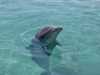 dolphins pictures 040703-03.jpg