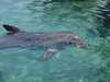 dolphins pictures 040703-04.jpg
