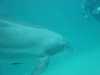 dolphins pictures 040703-10.jpg