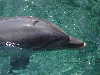 dolphins pictures 051005-41.jpg