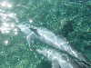 dolphins pictures 051103-03.jpg