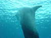 dolphins pictures 060101-01.jpg