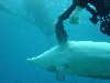 dolphins pictures 060101-05.jpg