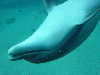 dolphins pictures 060101-08.jpg