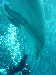 dolphins pictures 060101-23.jpg