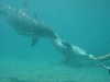 dolphins pictures 060506-01.jpg