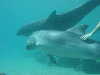 dolphins pictures 060506-06.jpg