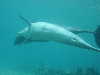 dolphins pictures 060506-07.jpg
