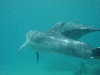 dolphins pictures 060506-08.jpg
