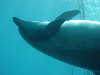 dolphins pictures 060506-17.jpg