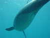 dolphins pictures 060506-18.jpg