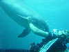 dolphins pictures 060506-37.jpg
