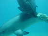 dolphins pictures 060506-50.jpg