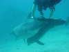 dolphins pictures 060506-52.jpg