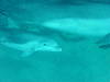 dolphins pictures 061016-13.jpg