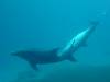 dolphins videos 050821-07